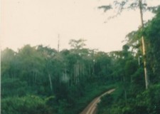 Powiększ zdjęcie Droga przez dżunglę — w tym miejscu wyjątkowo równa (najczęściej drogi są wyboiste, pełne dziur, czasem urywają się koła)