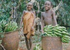 Powiększ zdjęcie Zbiór bananów pastewnych