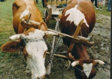 Powiększ zdjęcie Tak dawniej bywało – krowi zaprzęg, w tle wóz maziarski